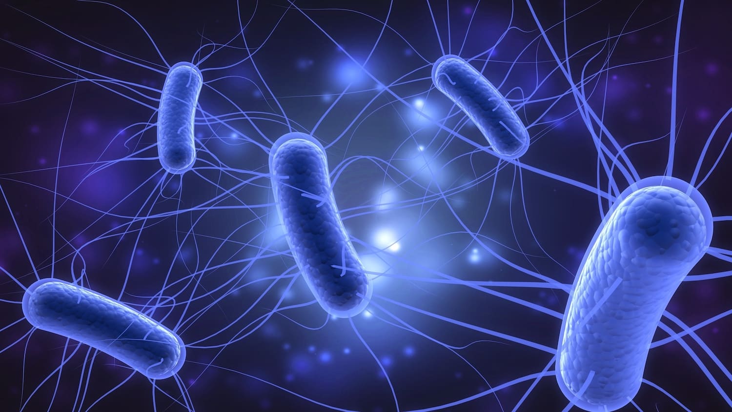 رزیابی بیان پروتئین نوترکیب در باکتری Escherichia coli